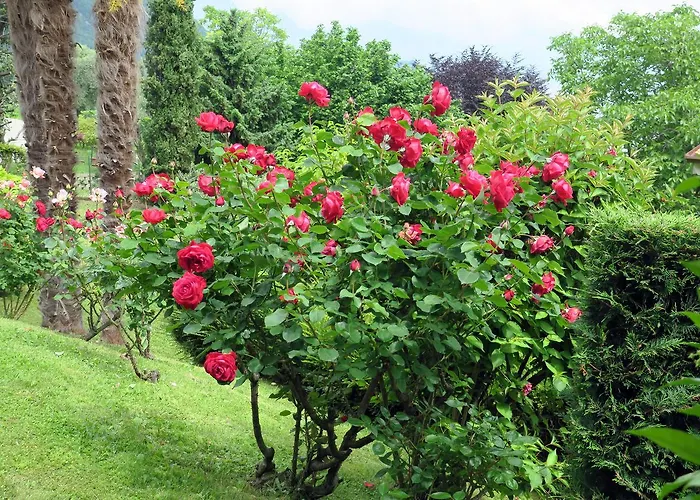 Bellagio View بيت للعطل